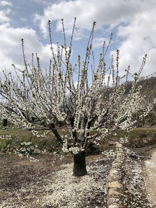 La Duquesa Del Valle Cabezuela Del Valle Eksteriør bilde